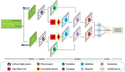 Enhancing LGMD-based model for collision prediction via binocular structure